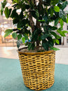 Silk Plant