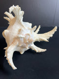 Natural Sciences