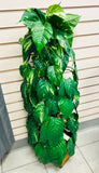 Ficus Tree