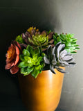 Succulent