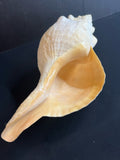 Natural Sciences