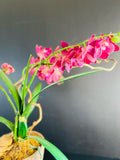 Floral Arrangement