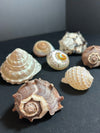 Sea Shell