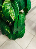 Ficus Tree