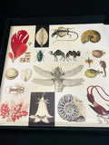 Natural Curiosities Print