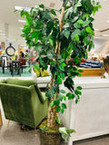Ficus Tree
