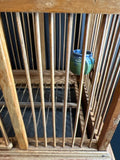 Birdcage