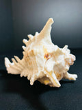 Sea Shell