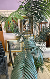 Silk Plant