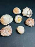 Sea Shell