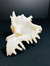Sea Shell