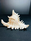Sea Shell
