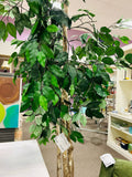 Ficus Tree