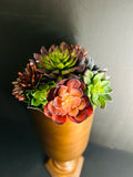 Succulent
