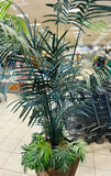 Silk Plant