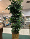 Silk Plant