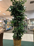 Silk Plant