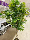 Ficus Tree