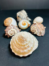 Sea Shell