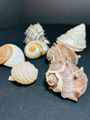 Sea Shell