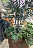 Silk Plant