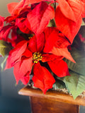 Holiday - Christmas