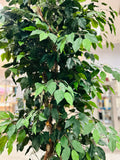 Silk Plant