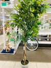 Ficus Tree