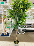 Ficus Tree